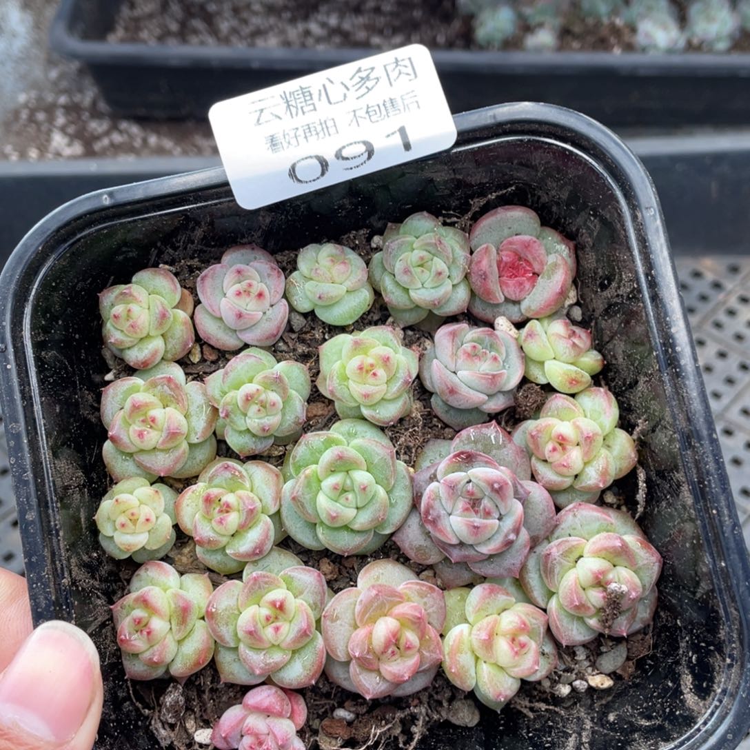 云糖心多肉植物91