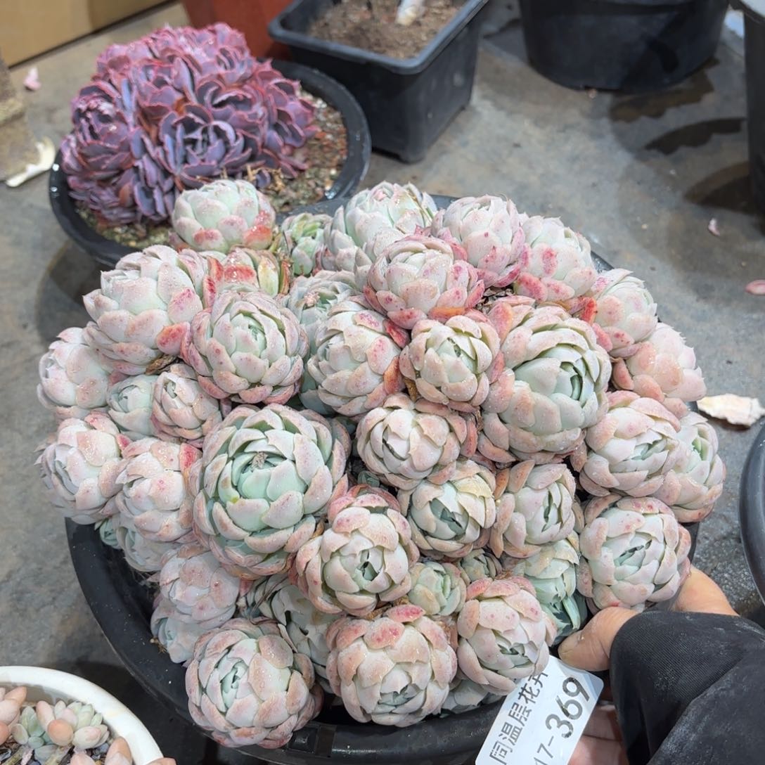 同温层多肉贝瑞369