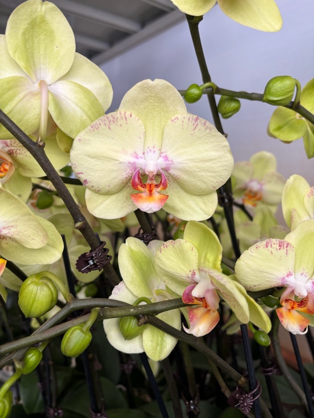 蝴蝶兰———(变异金皇后)开花发货