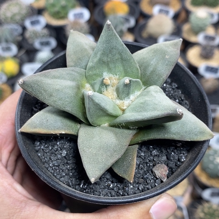 实生岩牡丹20号8.2cm