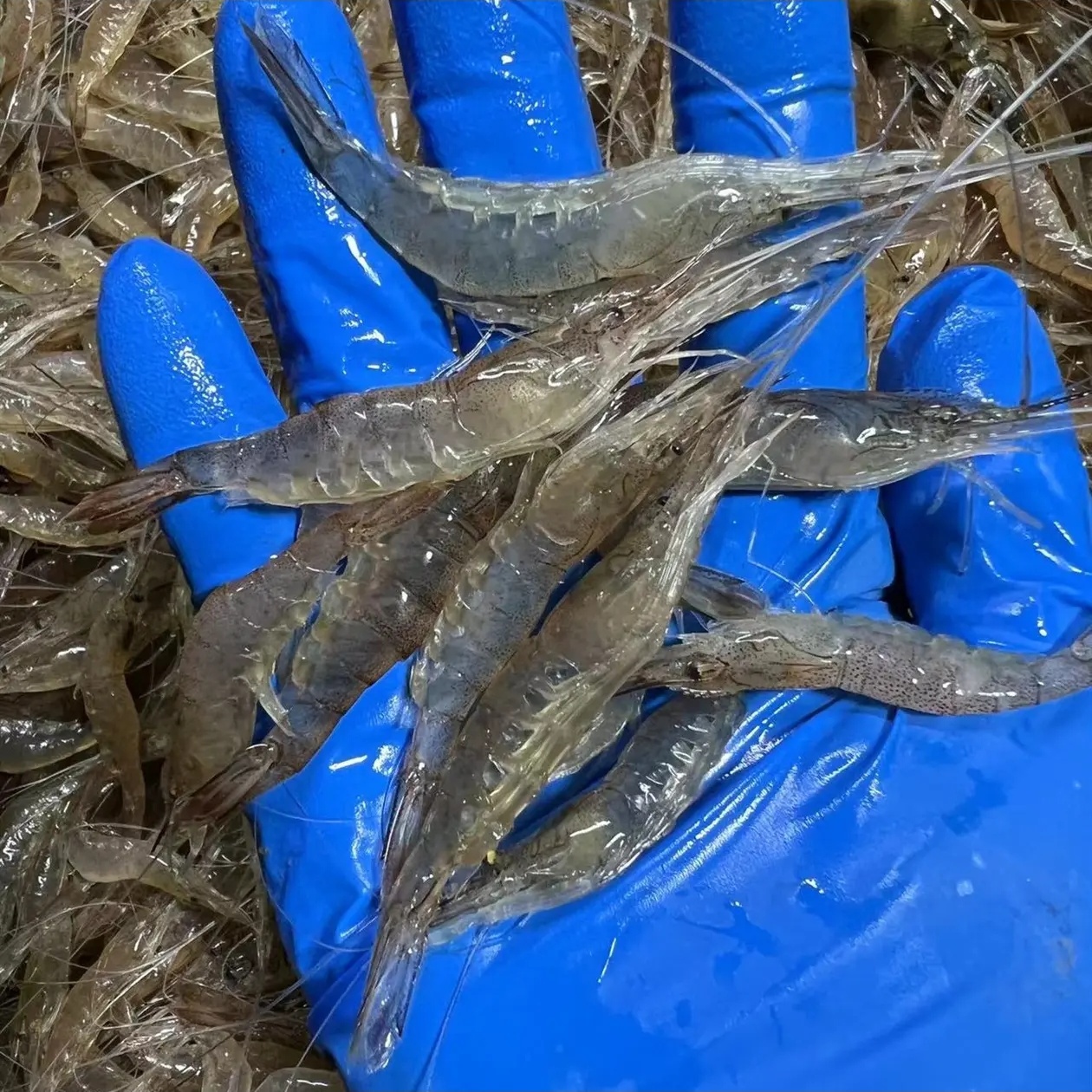 净重4斤 小海虾 5cm左右 海捕活虾速冻（嫌小勿拍）青岛