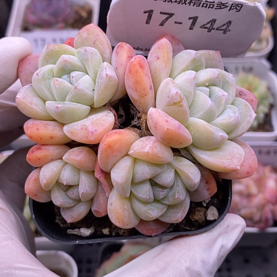 【闪购商品】17-144