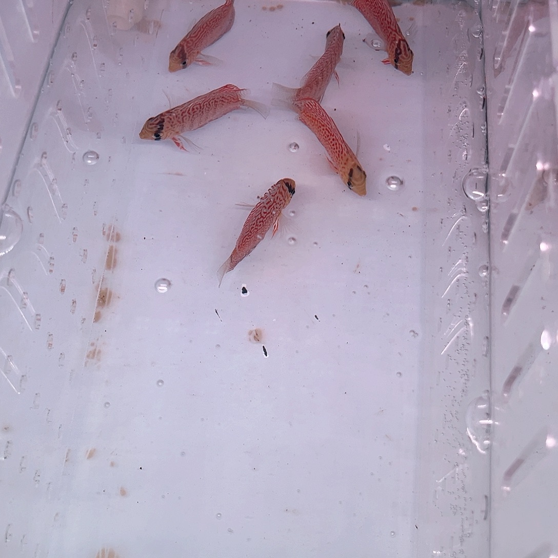 十二栋细化豹6条精挑精选
