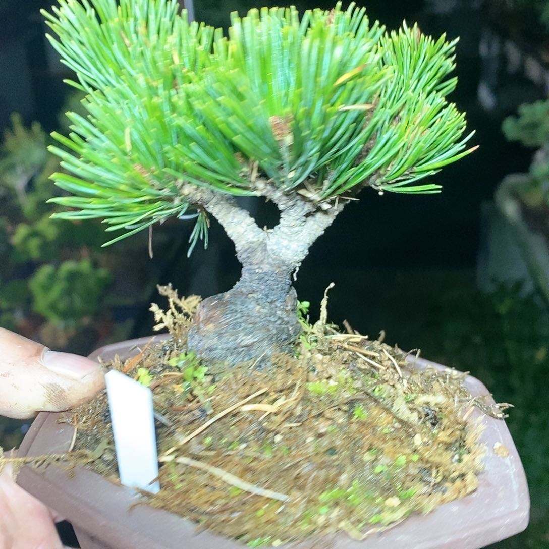 【闪购商品】无花朵