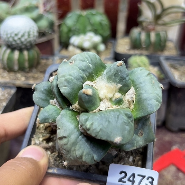 2473号木心根怒涛