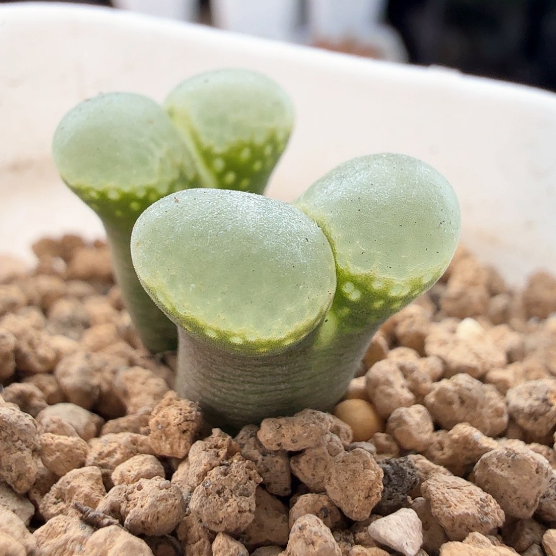 2.10.40/双头风铃母本/带盆多肉