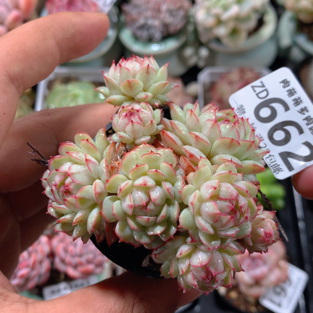 5CM拇指盆精控多肉ZD662