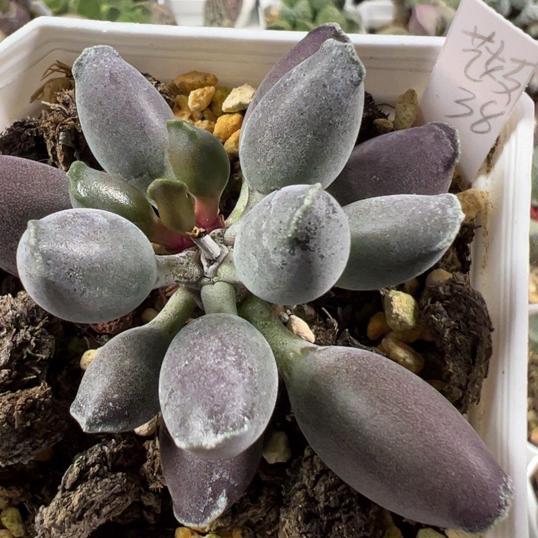 w艺妓海豹多肉植物水泡