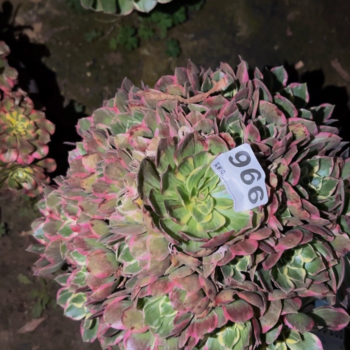 966粉海王多肉植物