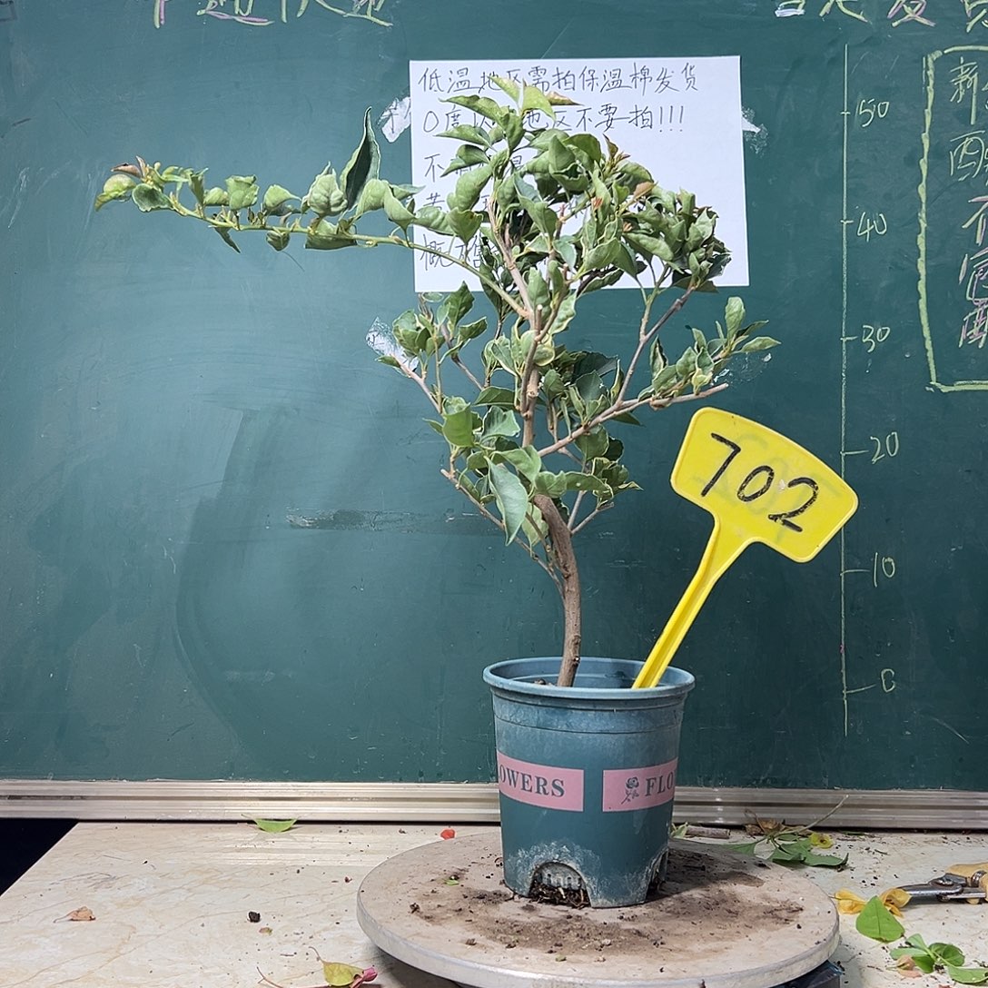 完全开放 福利  橙蝶  702