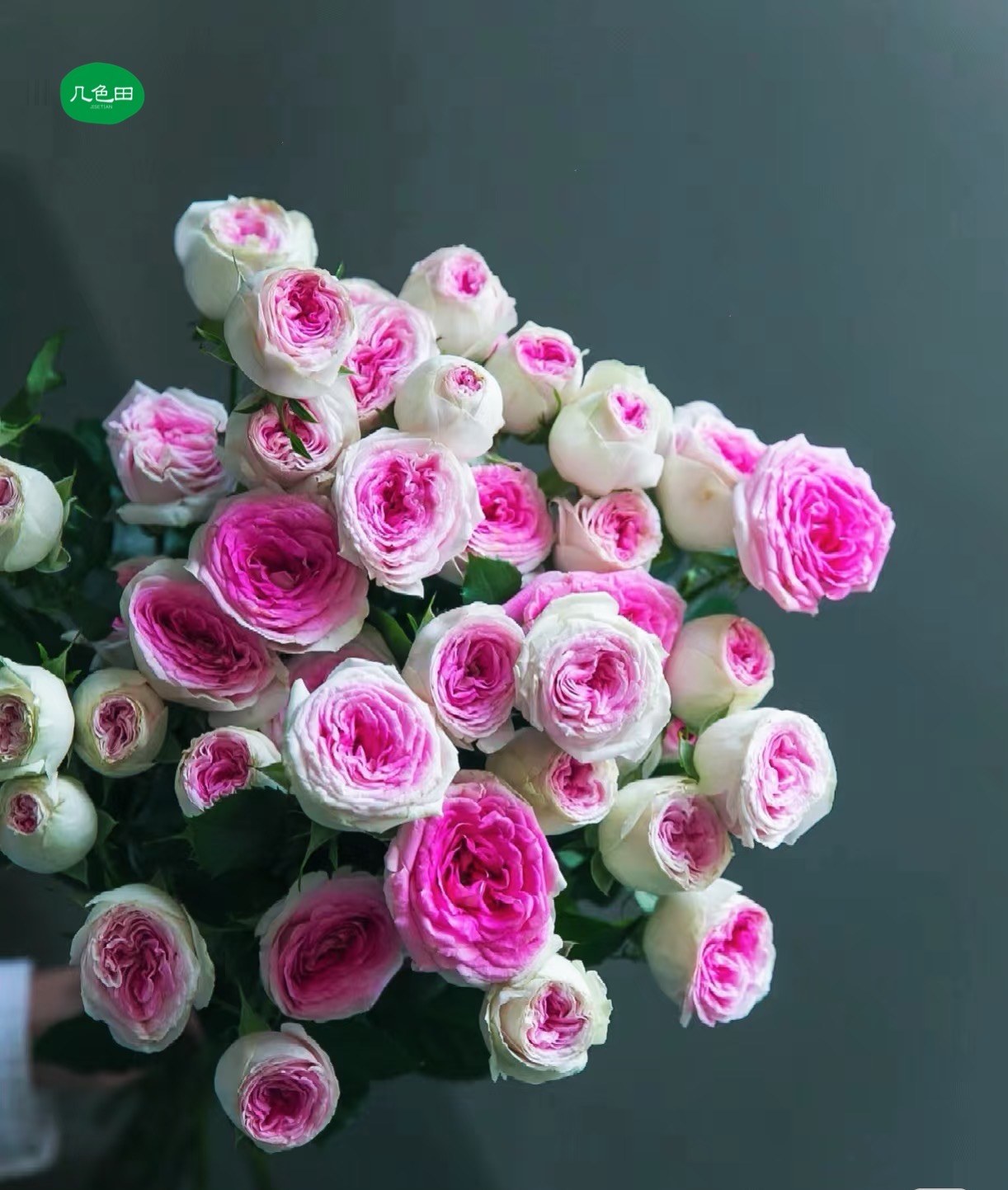 冰淇淋玫瑰----多头玫瑰云南直发鲜花云南花插花鲜花