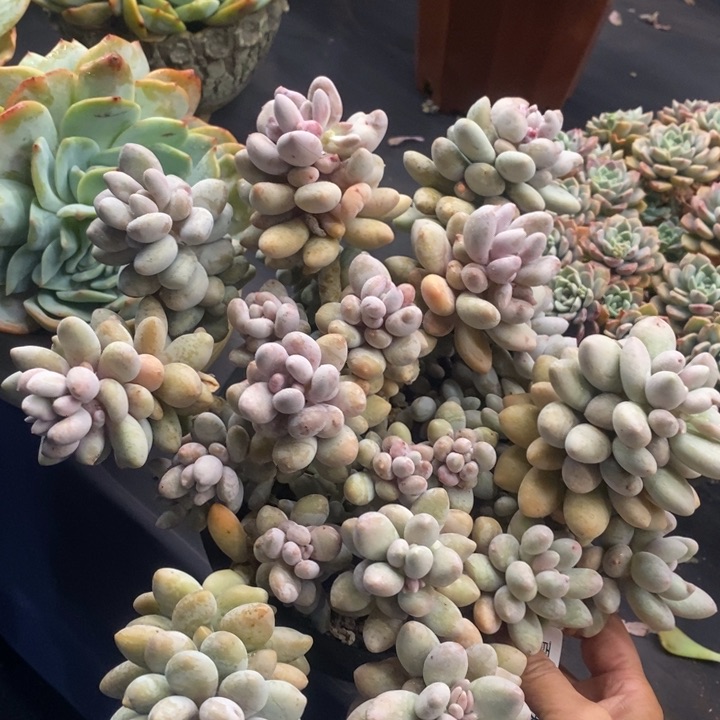 夏悦多肉0118-173粉桃