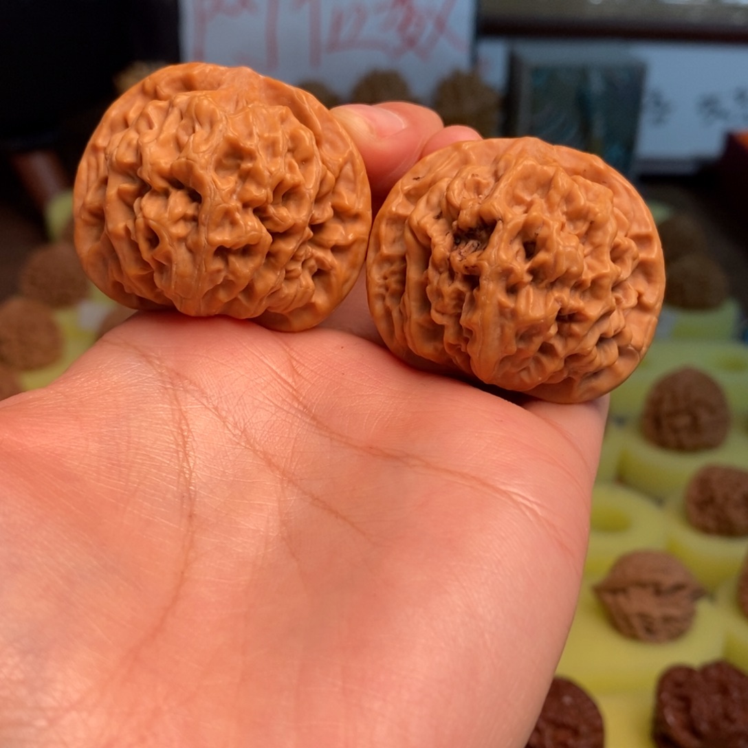 核桃秦岭大花42尺