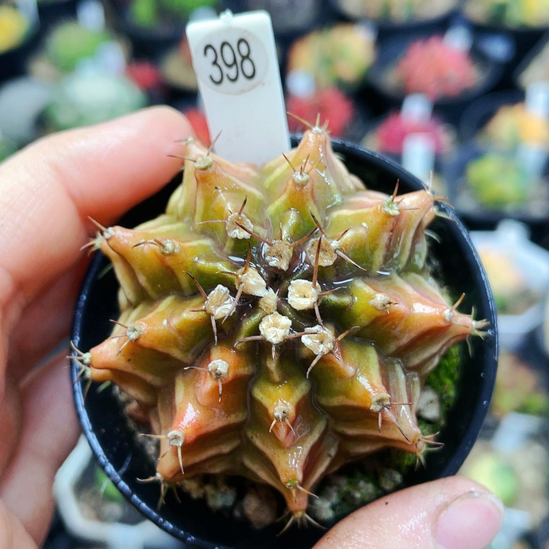 非偏远地区满25裸根发货仙人球