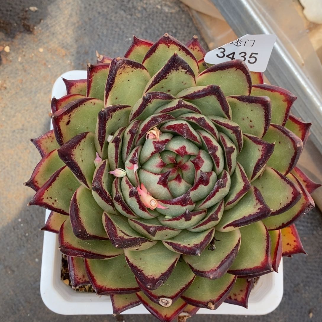 杂交精品多肉3435~13厘米