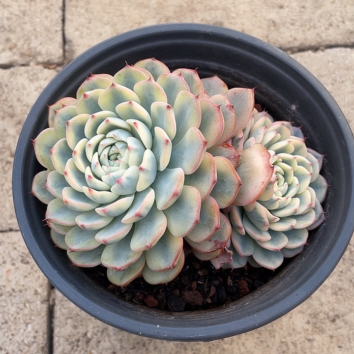 姬莲锦一物一拍锦龙