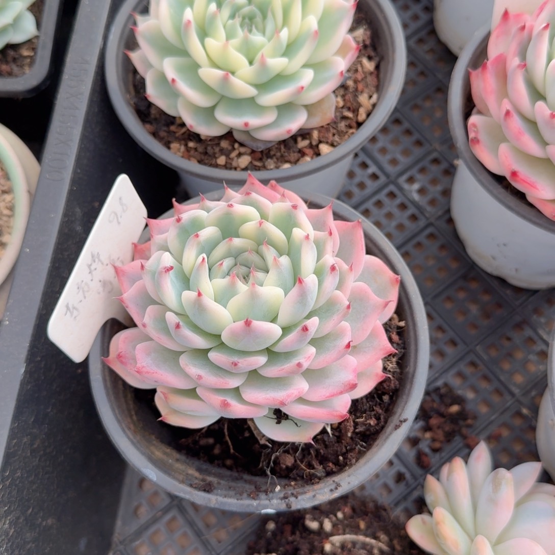 东***烨换盆土8个 安吉园艺