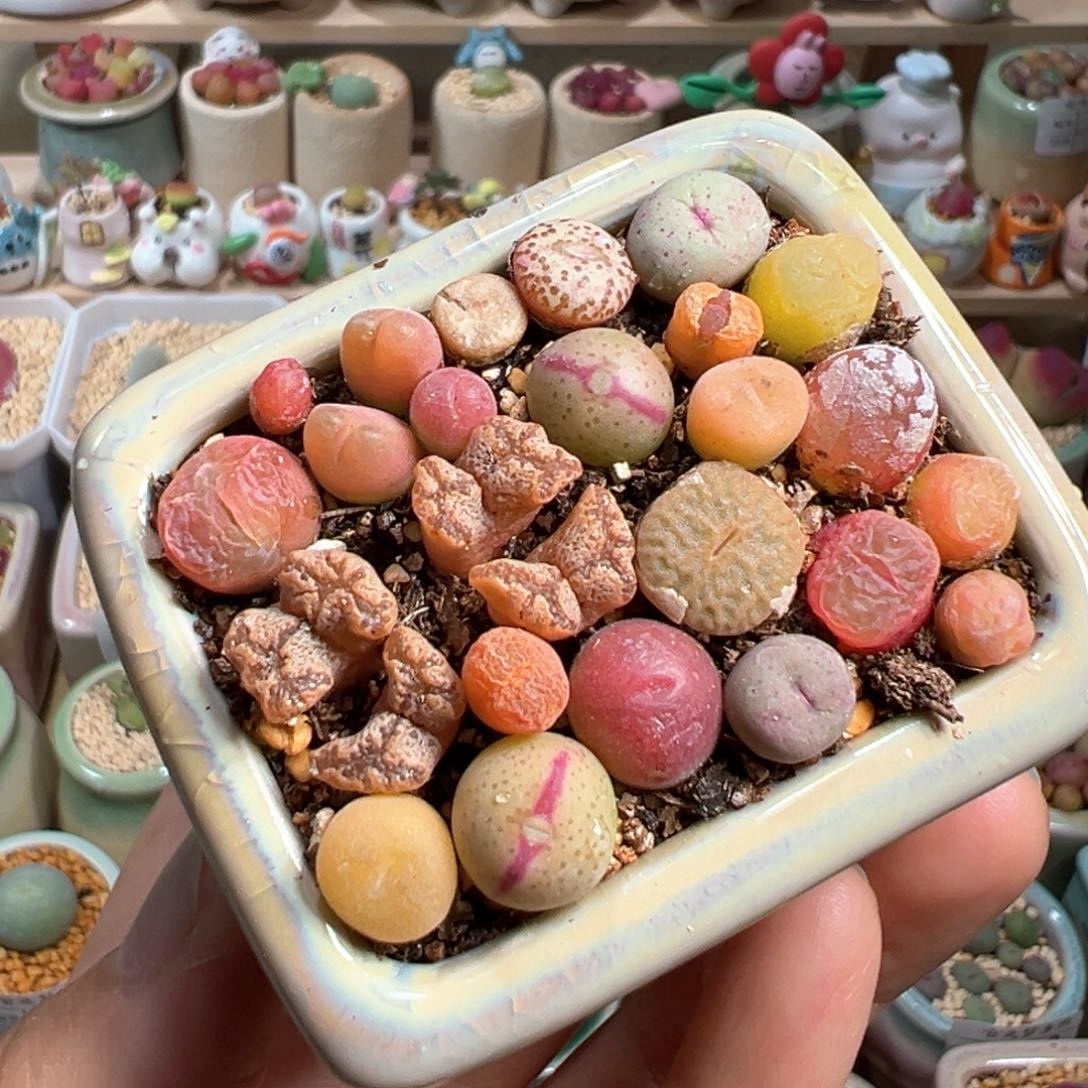 多肉植物25号肉锥混合