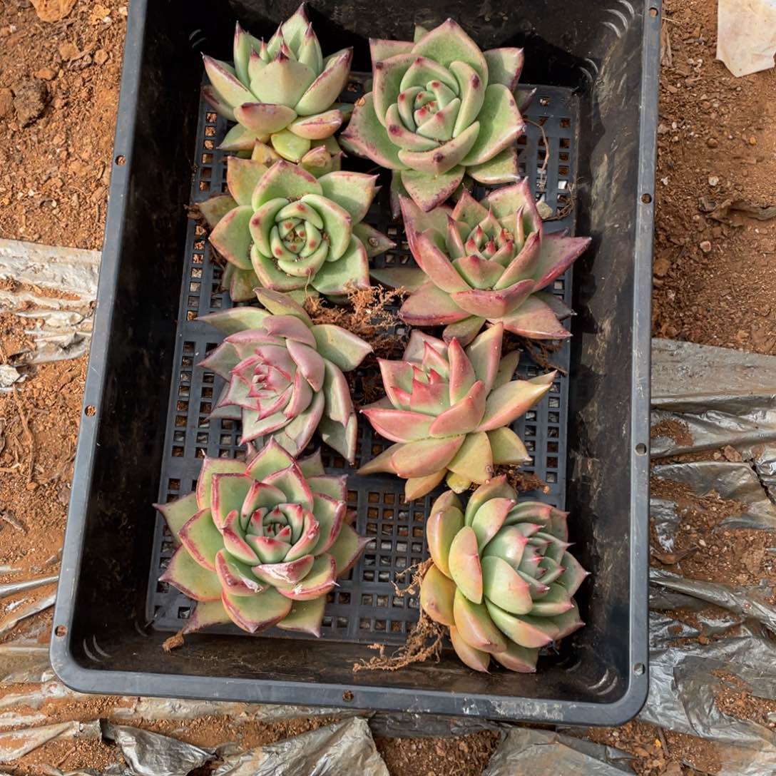 无花朵若如东云单拍D510