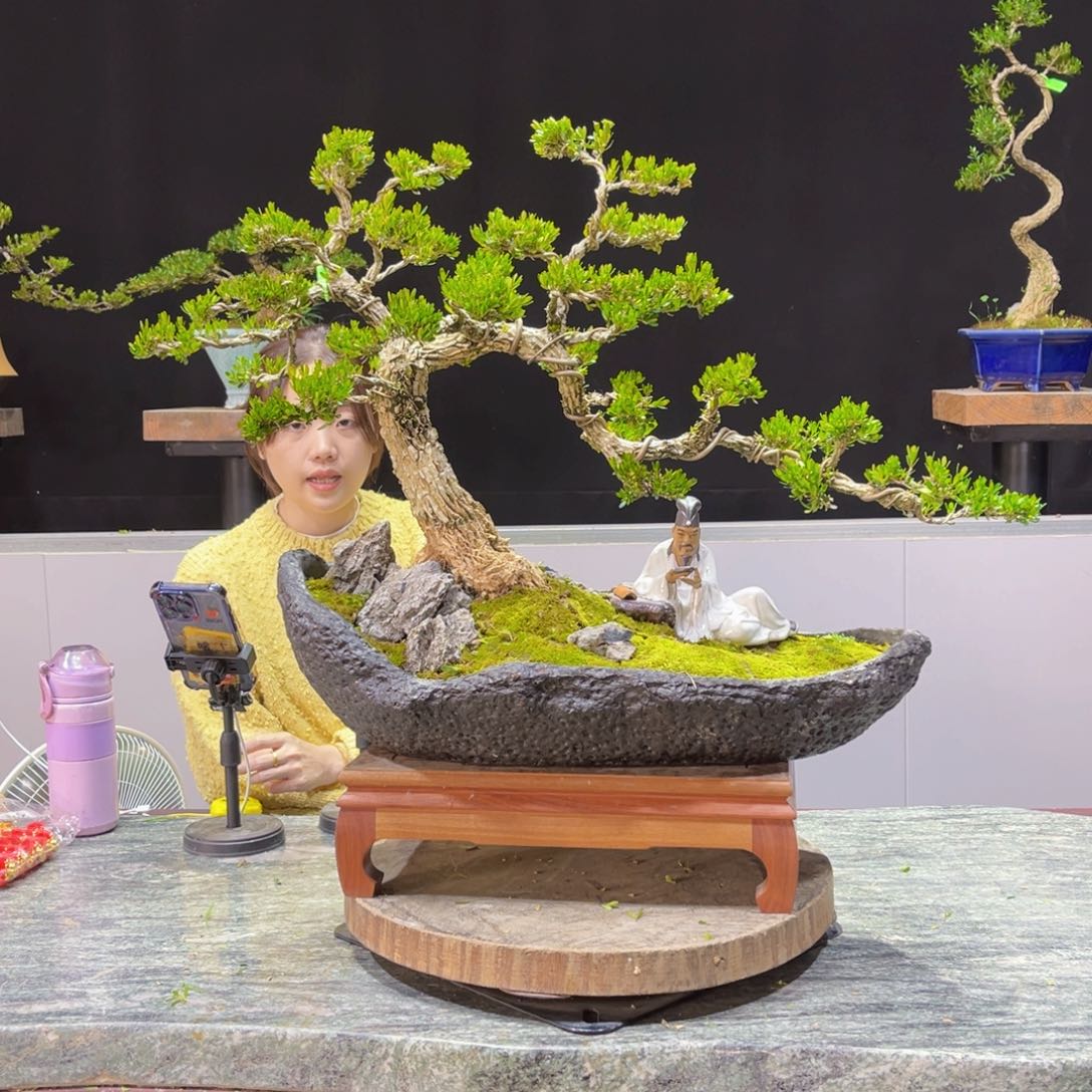 四季常青老桩黄杨盆景