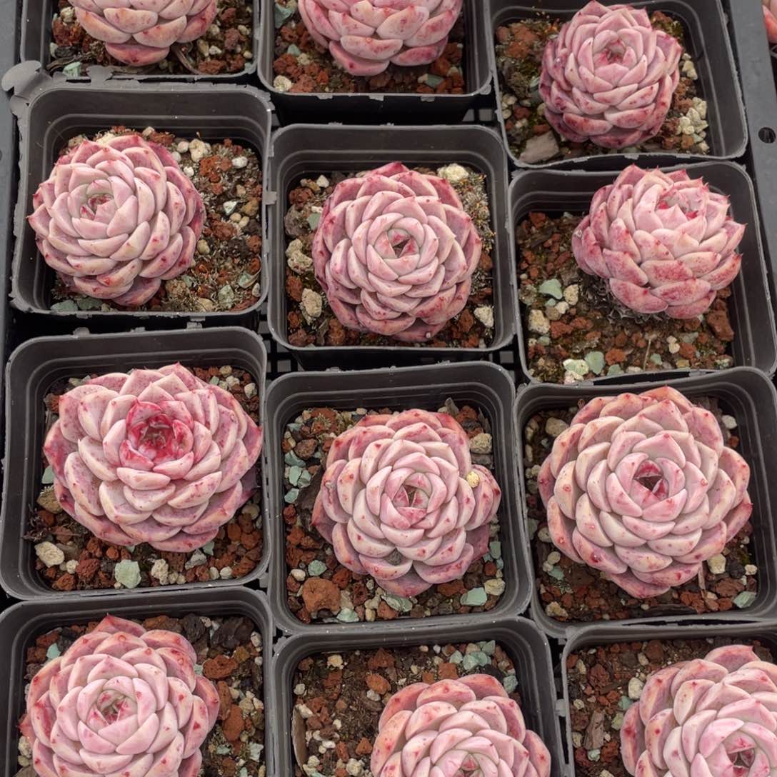 多肉植物十二个精品组870