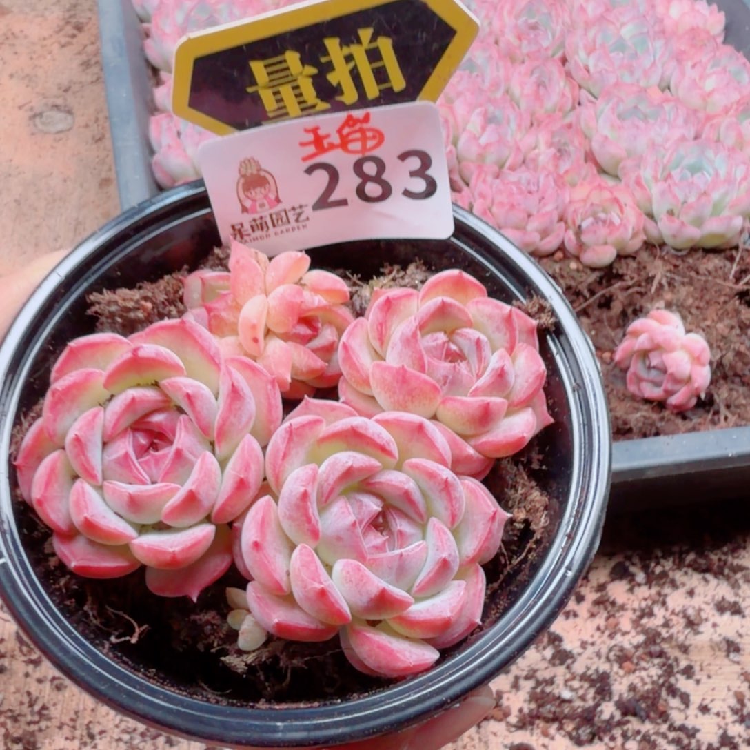 多肉植物多肉植物