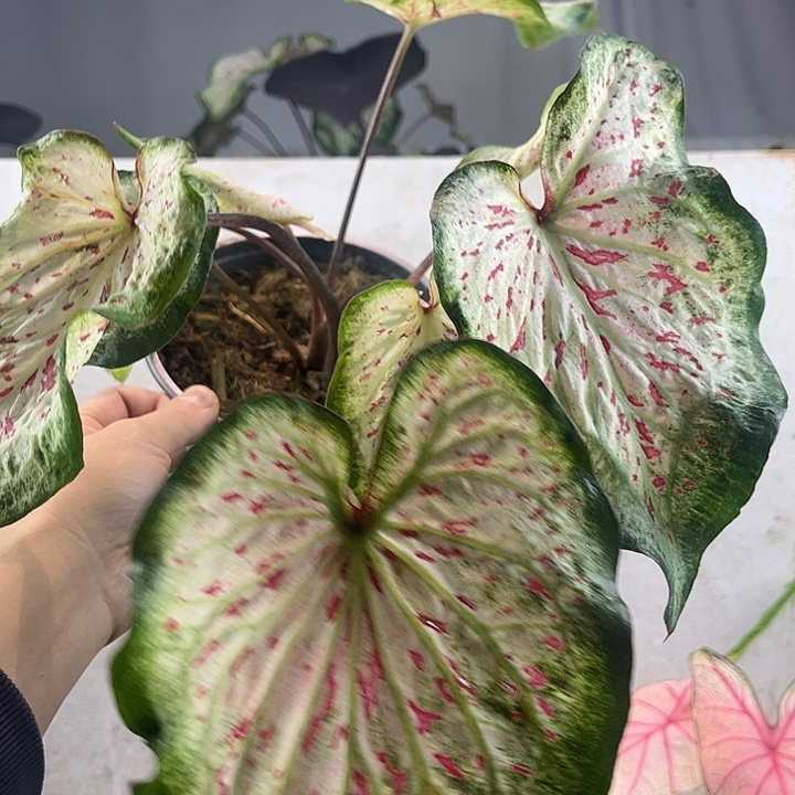 无花朵白日梦彩叶芋