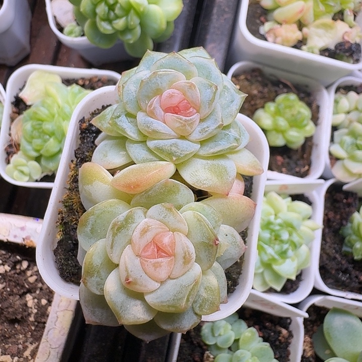 糖心双头开播福利