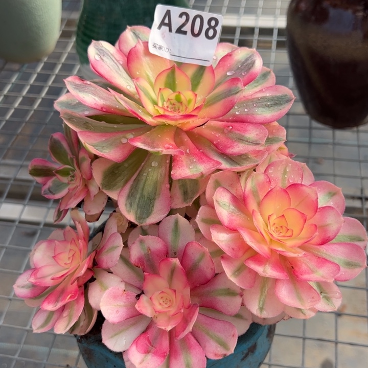 208倾城朵朵小精品16厘米左右