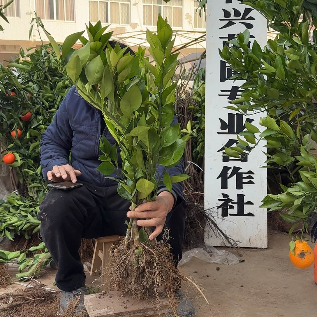 完全开放血橙果树苗组合