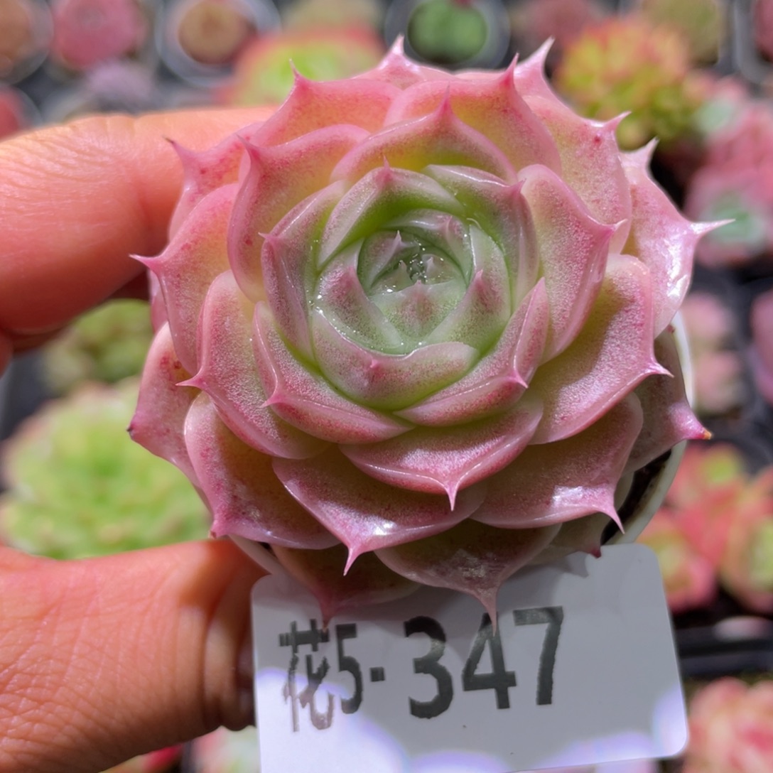 花利美5-347霜瓷  