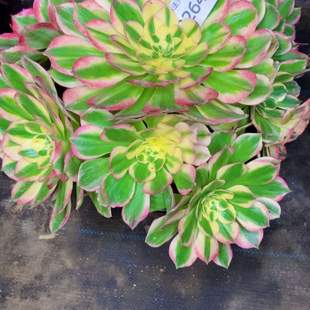 d***悔0264海王多肉植物