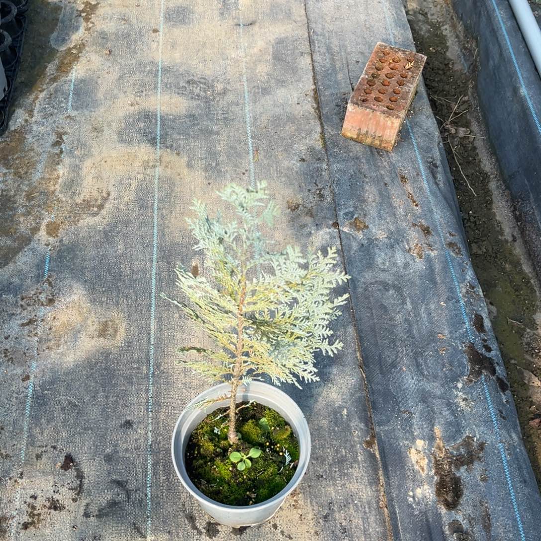 完全开放范佩尔蓝19cm盆