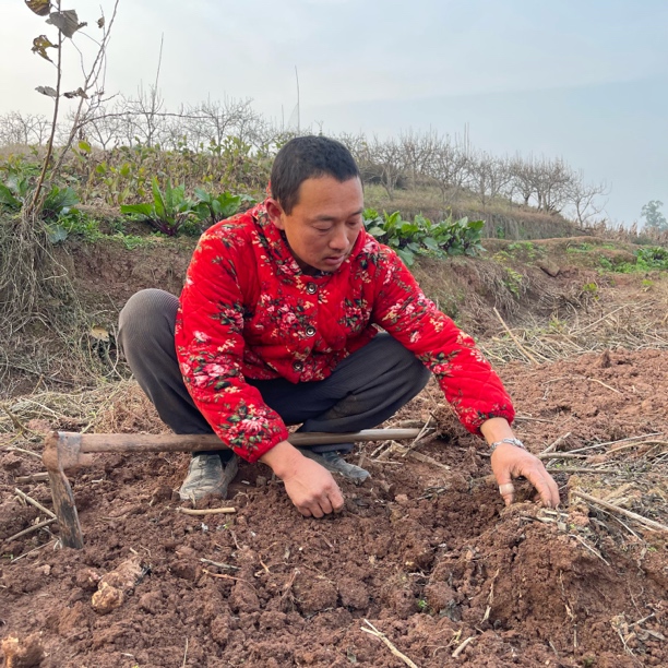 【无忧助农】老家的新鲜洋姜（现挖现发带泥）