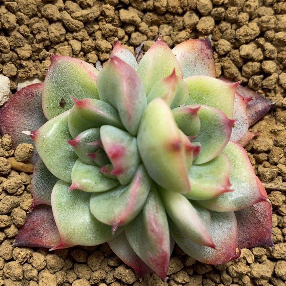 1092佛洛瑞安娜锦 小方花圃一物一拍