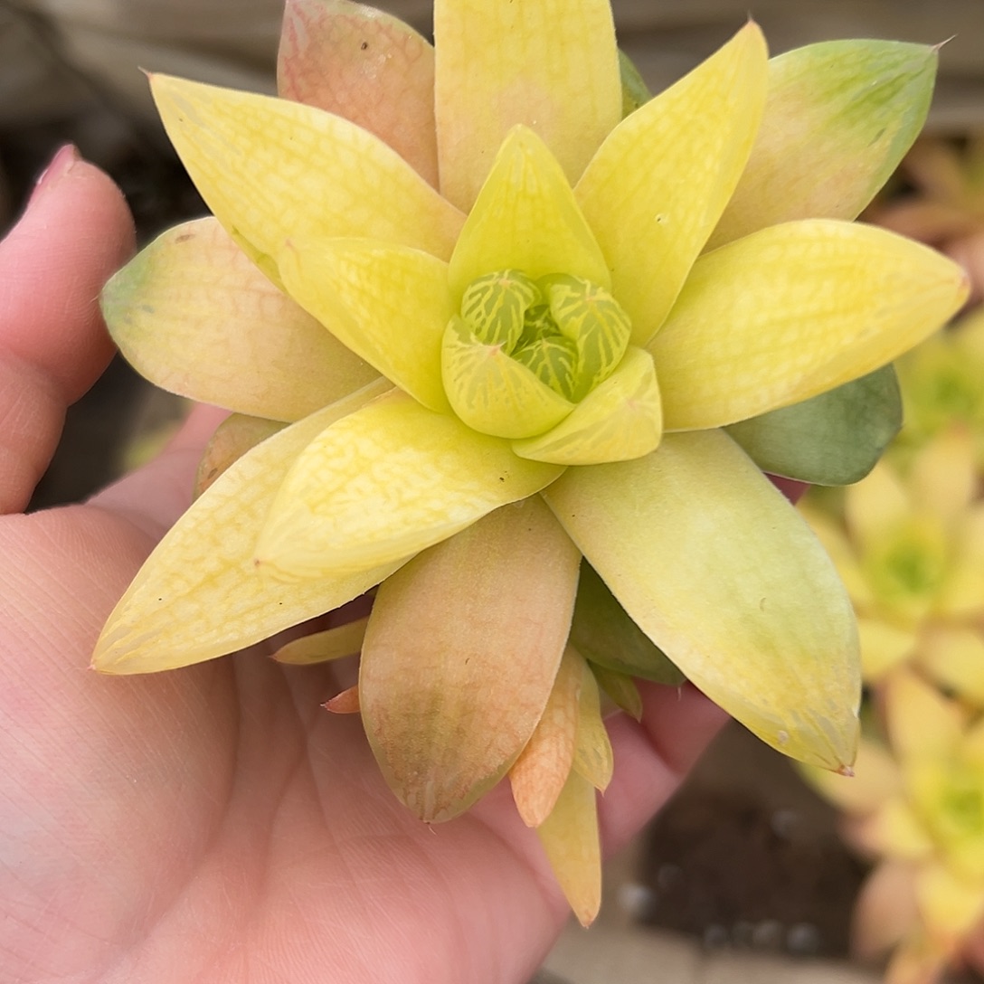 多肉植物黄金菊玉露