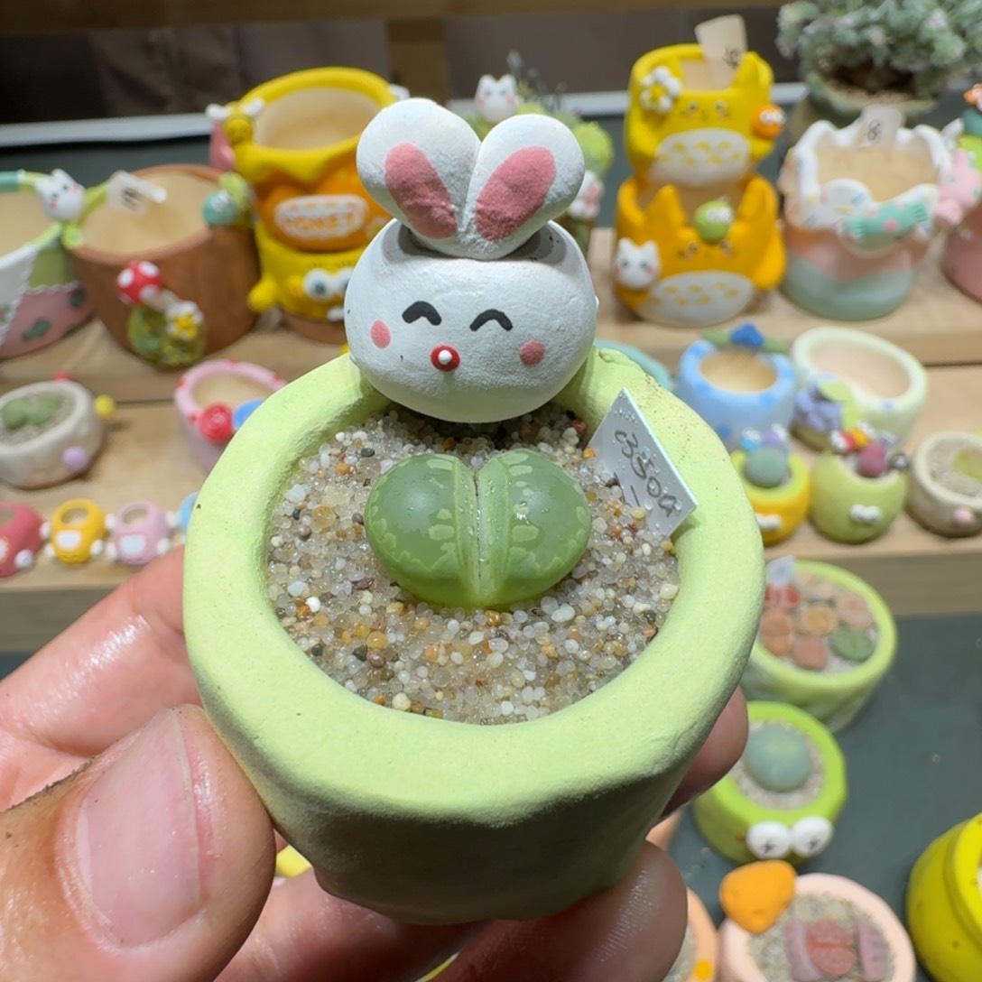 红陶蘑菇606绿大牙