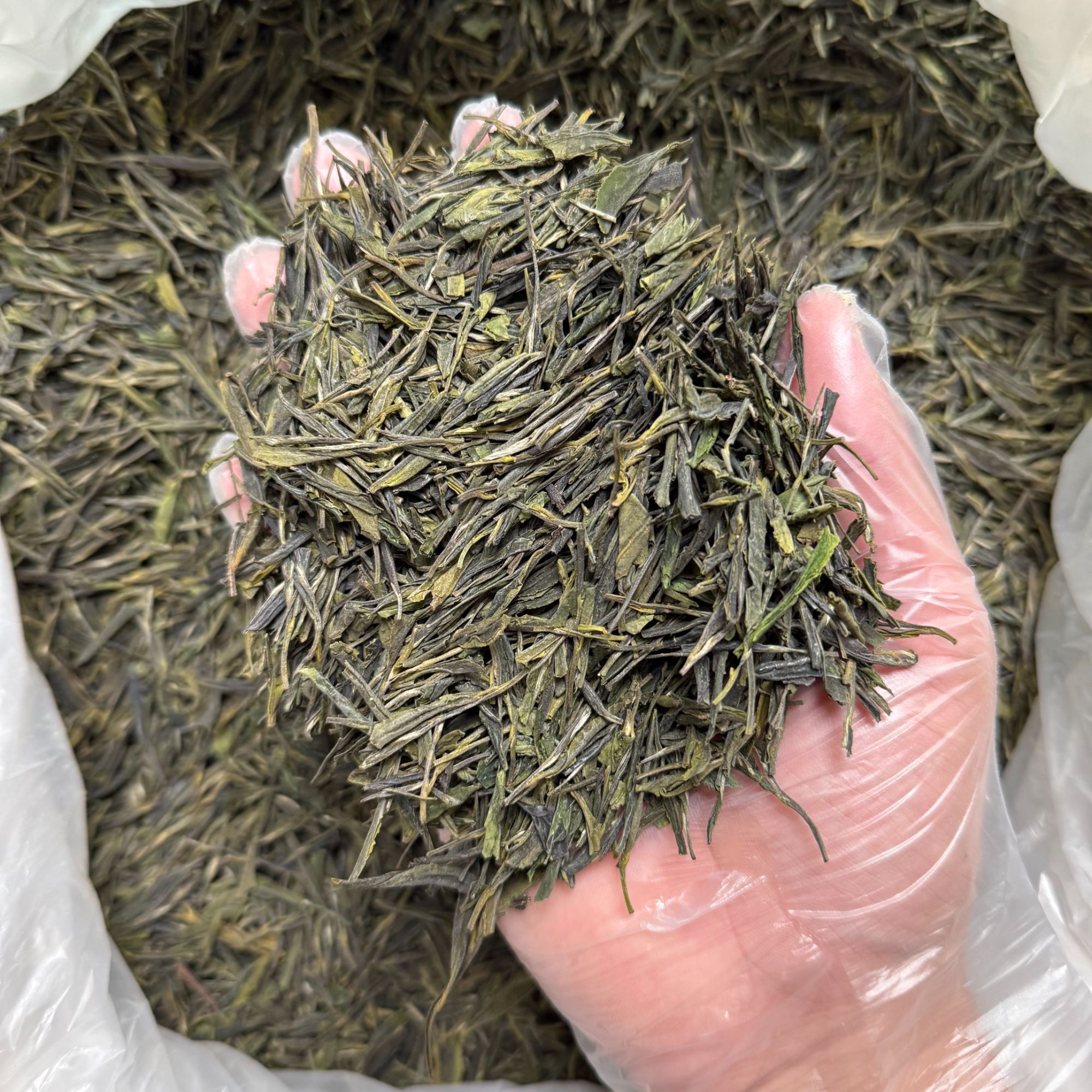 日照扁茶浓香豆香型半斤250g一斤500g
