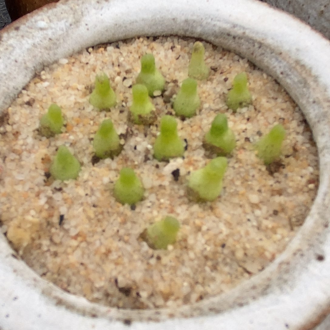 小葫芦一颗。