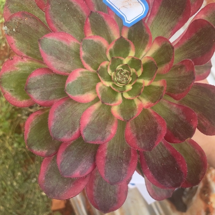 2倾城拉丝锦法师锦