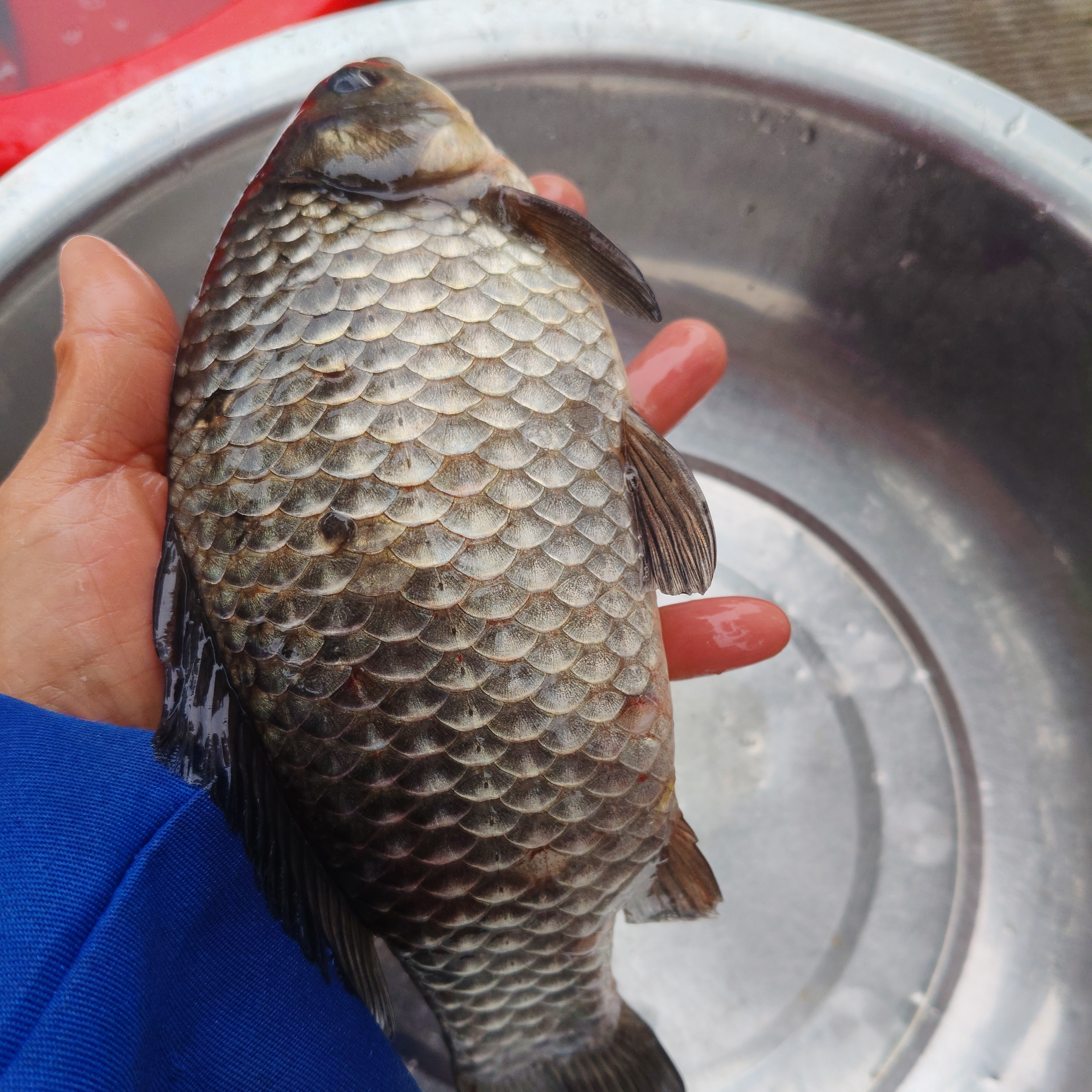 农村野生鲫鱼，肉质紧质，自带甜甜味，
