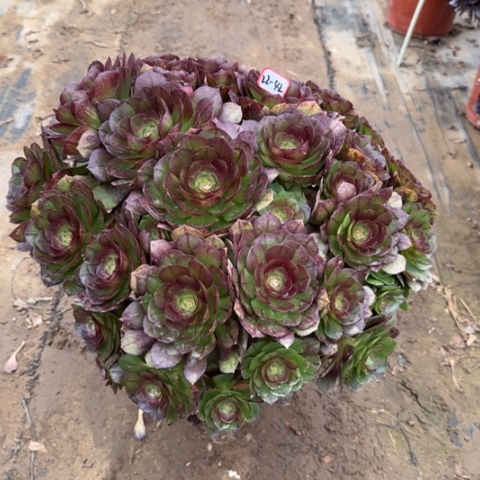 22-42黑魔朵朵多肉植物