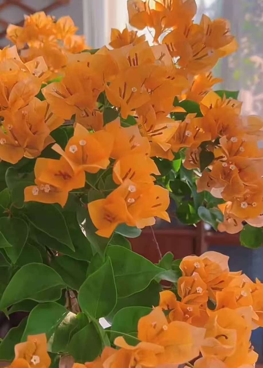 【金色光辉】三角梅落花光杆属正常不售后介意慎拍拍下默认接受