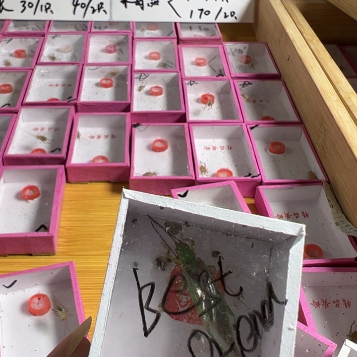 B***d拍下发一只霍氏合适