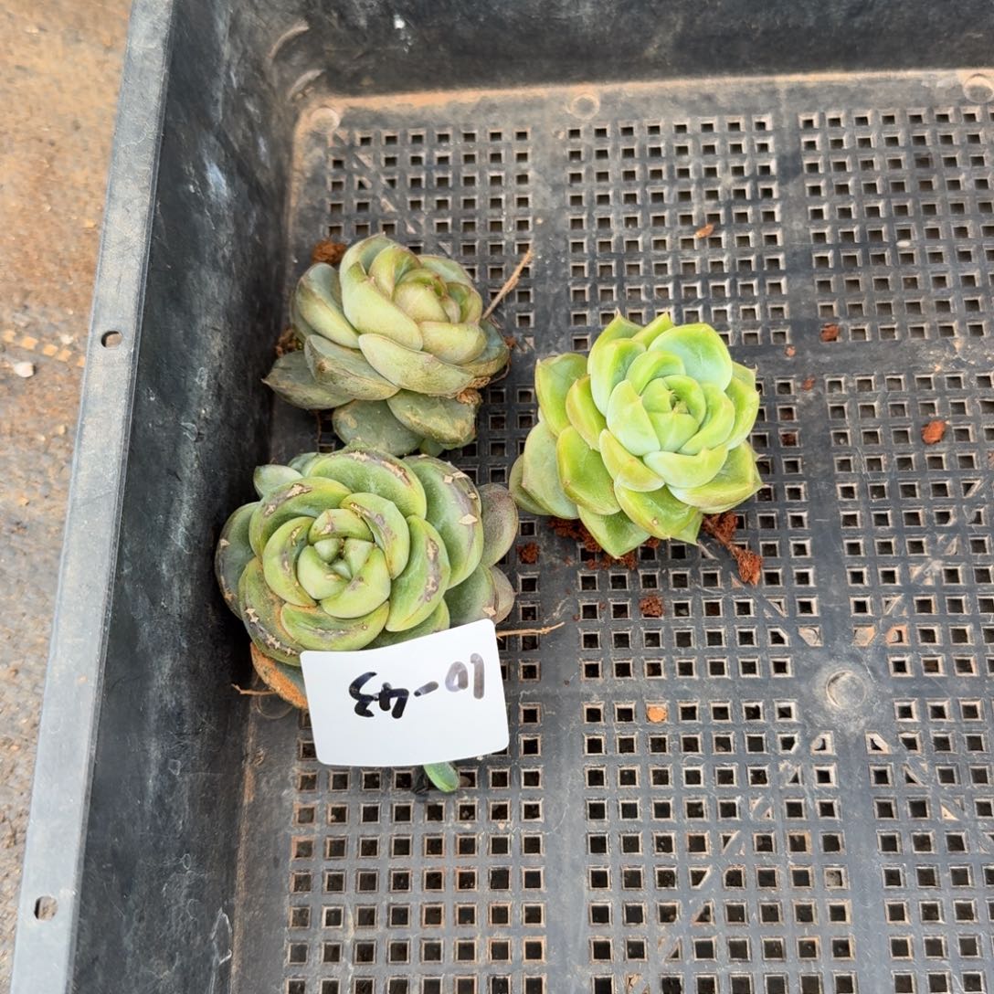 10-43珍妮三颗量拍发货