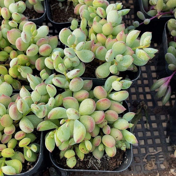 达磨福娘带盆土发