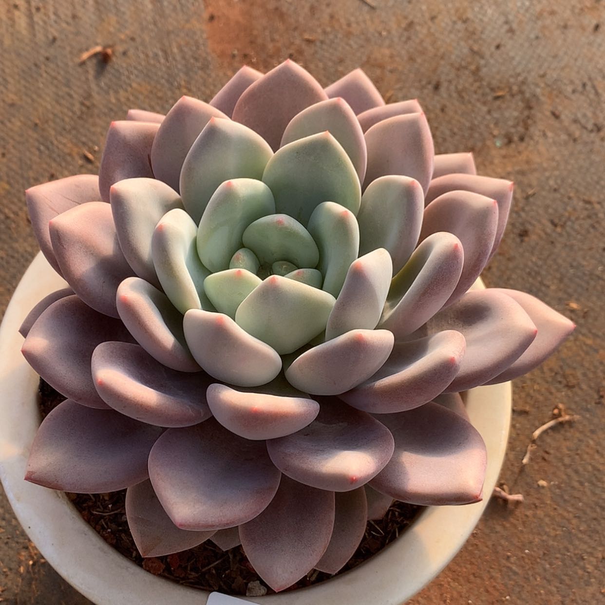 【闪购商品】云202号