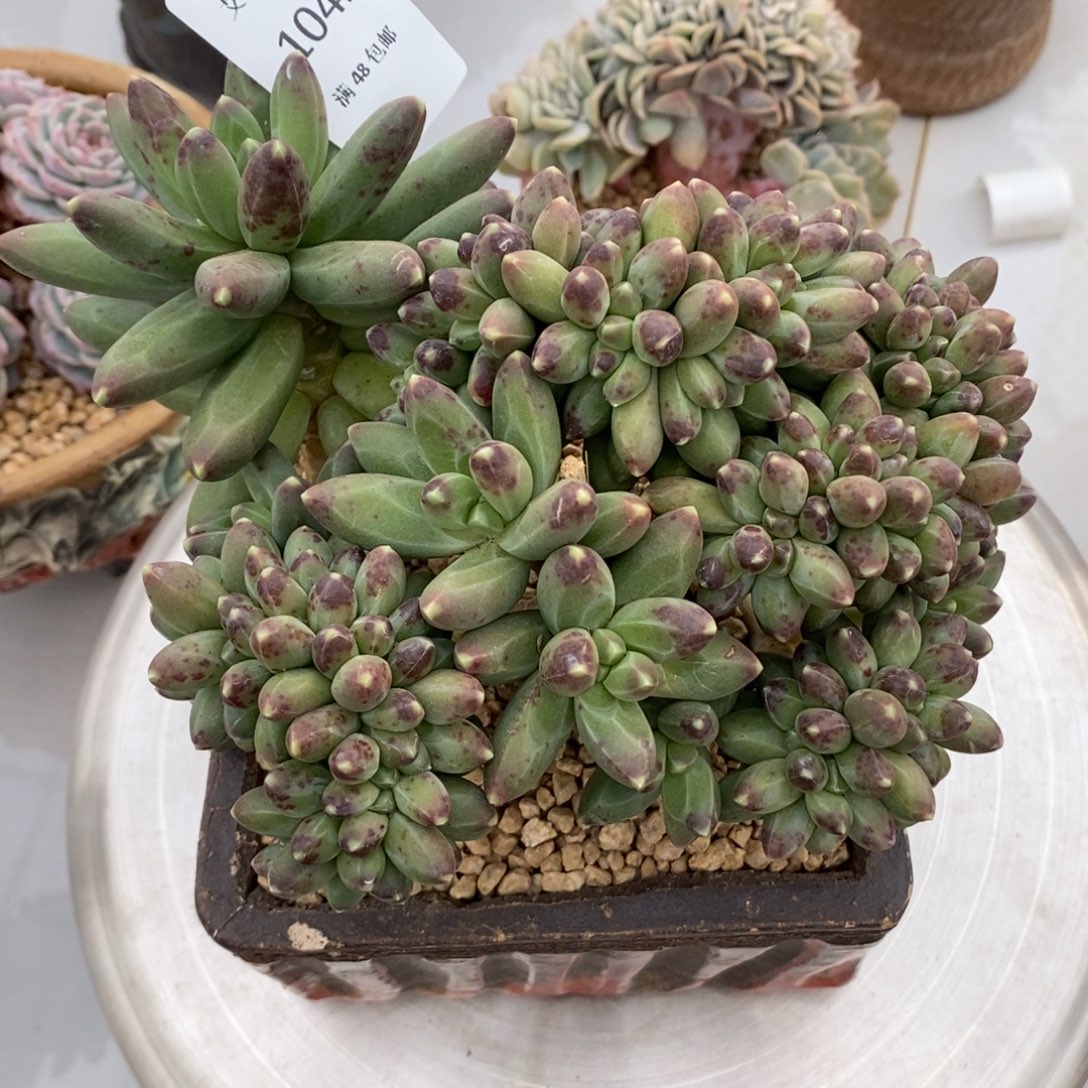 千代田之松缀化多肉多肉042