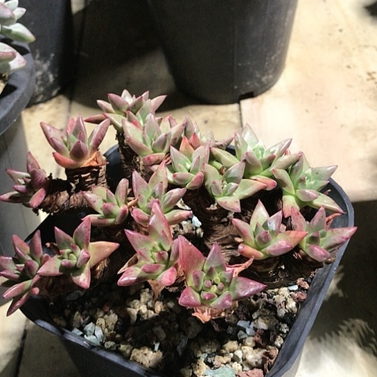 韩货绿菊仙女棒杯