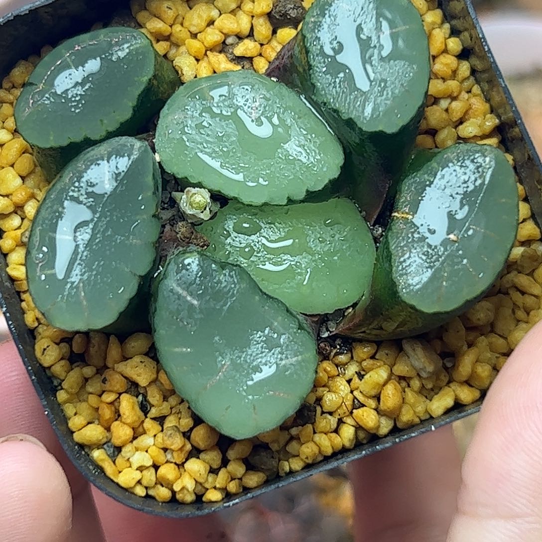 红月亮巨大化十二卷多肉植物